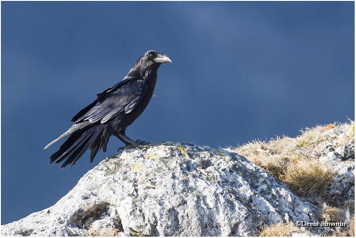 Grand corbeau - Vercors